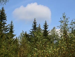 green leafed trees thumbnail