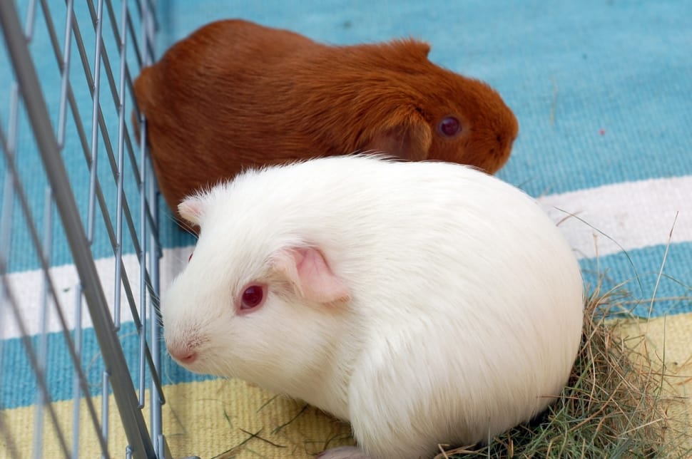2 brown and white hamster preview