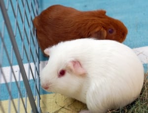 2 brown and white hamster thumbnail