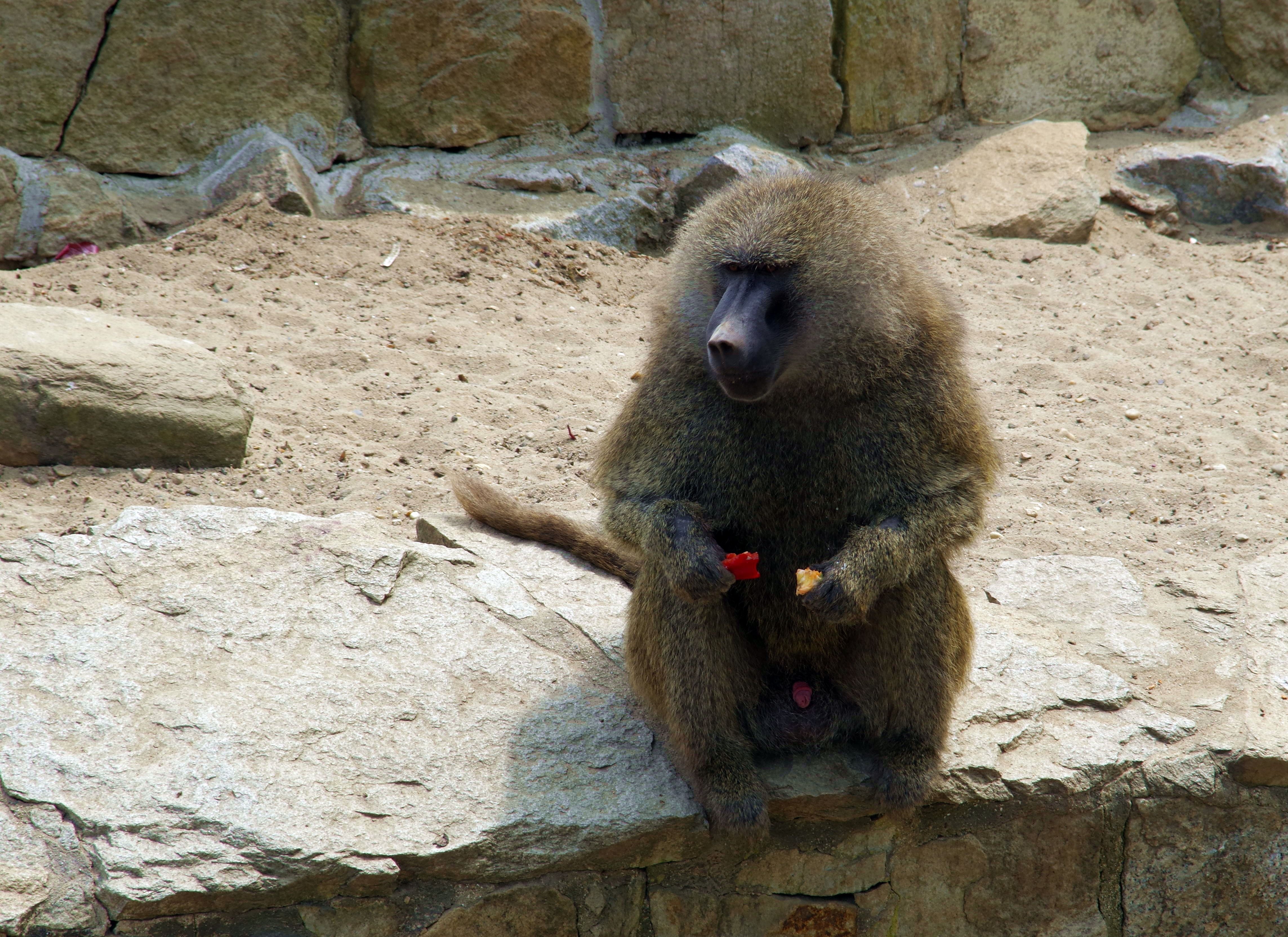 brown and black baboon