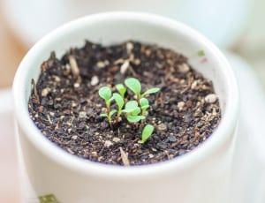 green plant and white ceramic pot thumbnail