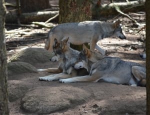 3 gray and tan wolfs thumbnail