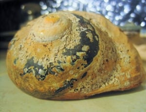 black white and brown conch shell thumbnail