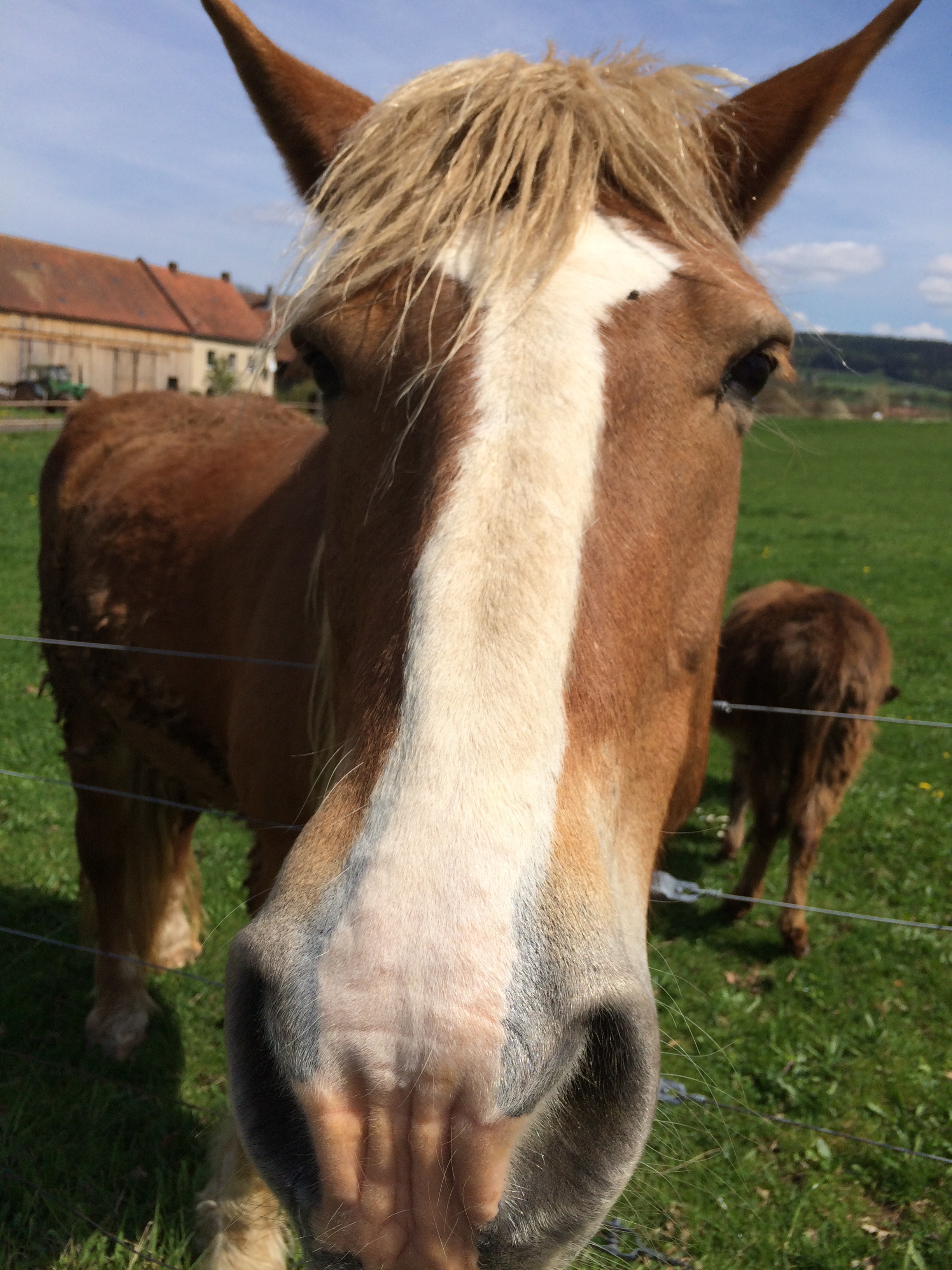 white and brown horse