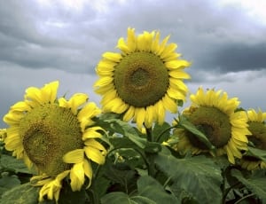 4 sunflowers thumbnail