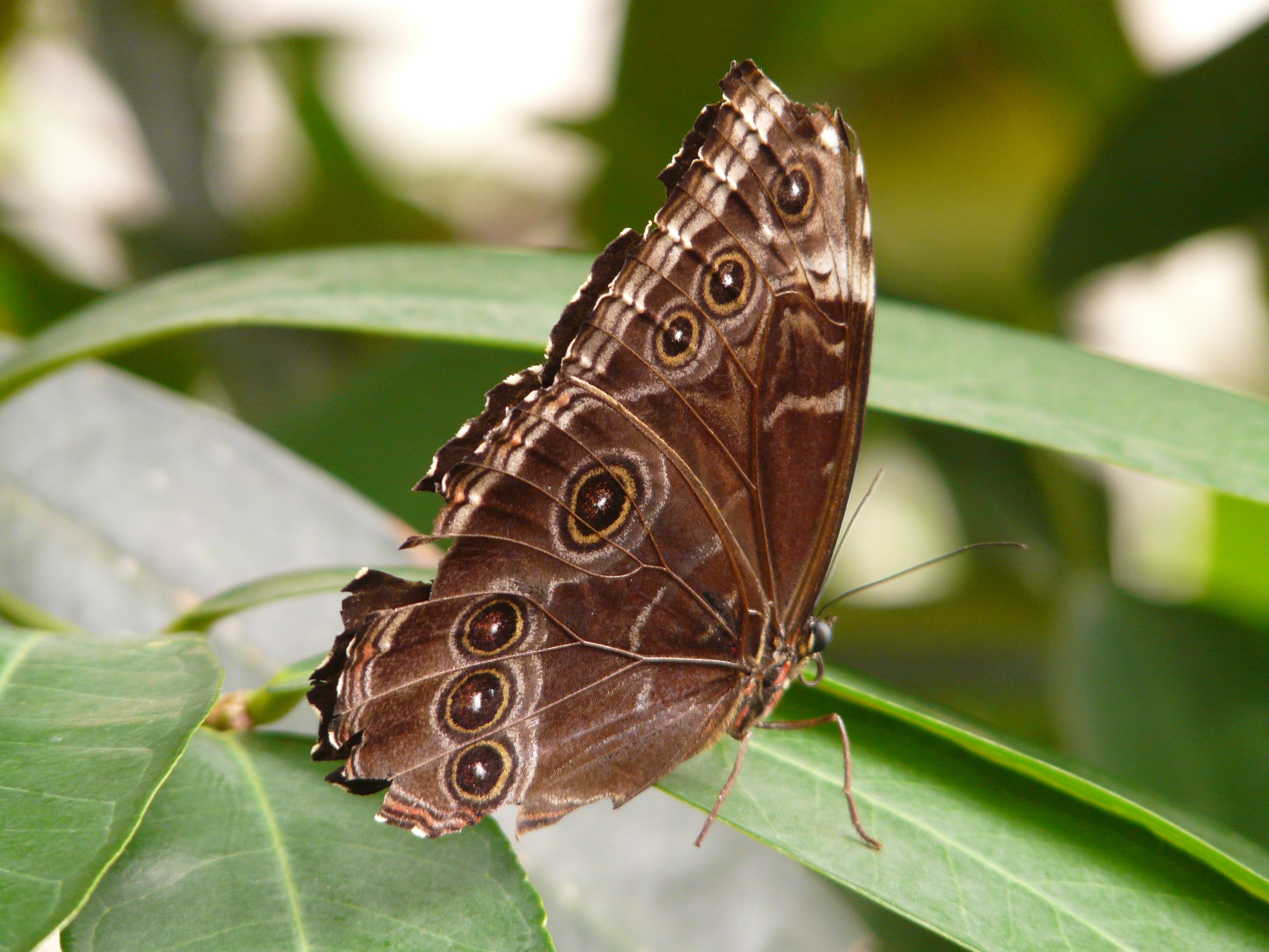 common buckeye butterfly