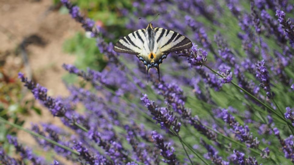 white and gray butterfly preview