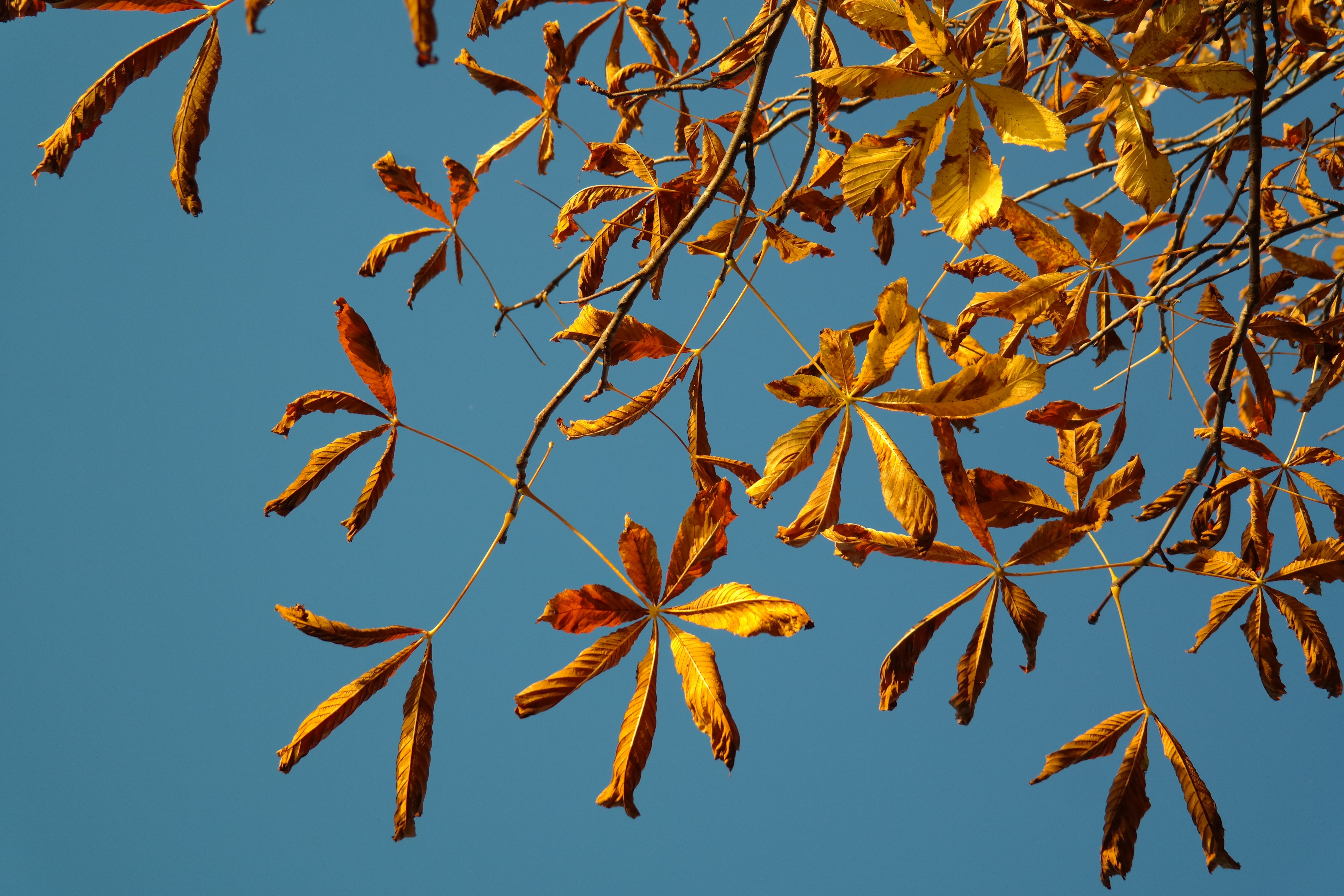 Цвет листьев деревьев каштана осенью