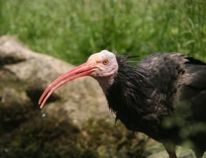 black ibis thumbnail