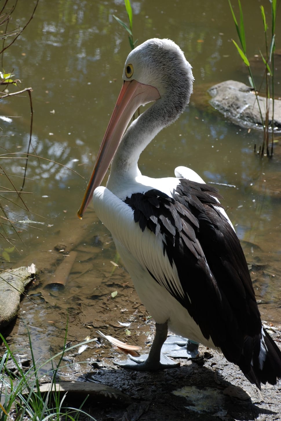 white and black stork preview