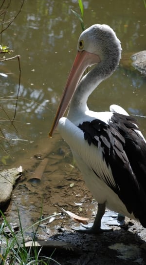 white and black stork thumbnail