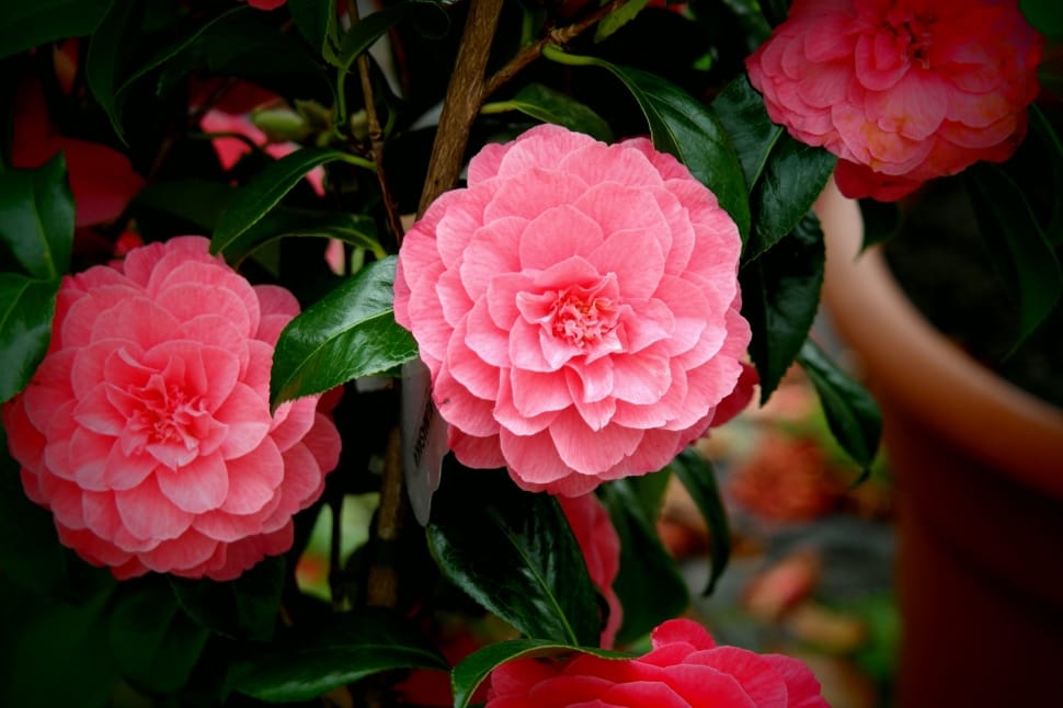 pink camellias preview