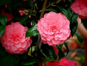 pink camellias thumbnail