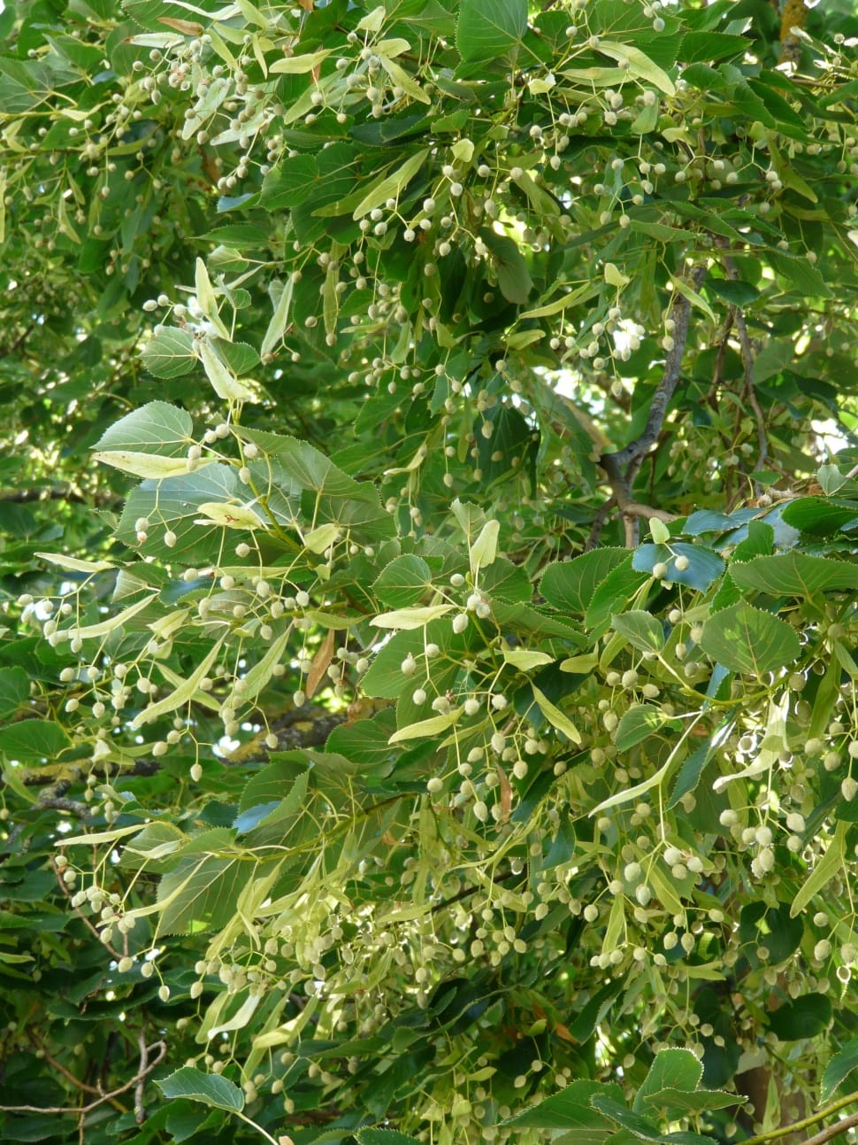 green leaved tree preview