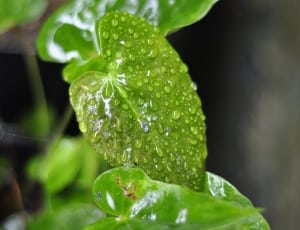 green heart leaf plant thumbnail