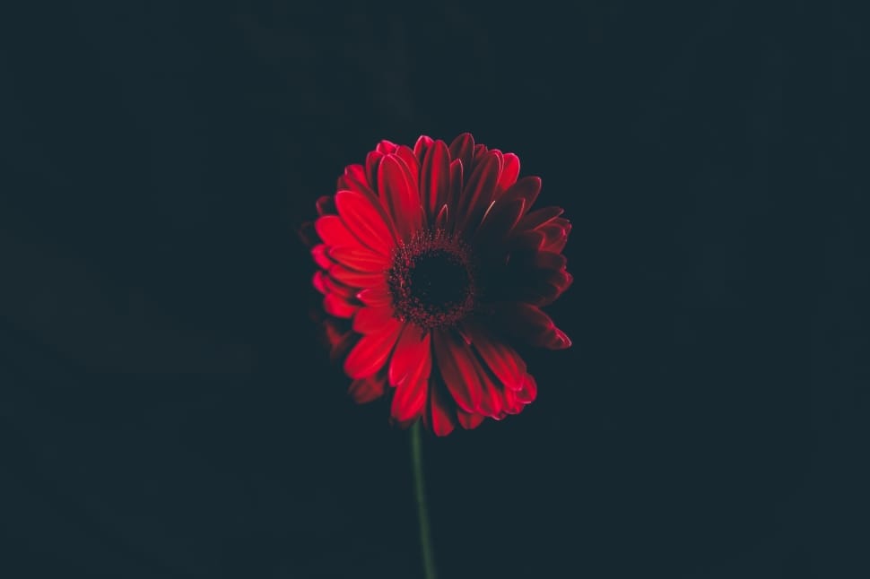 red flower photography preview