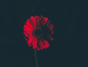 red flower photography thumbnail