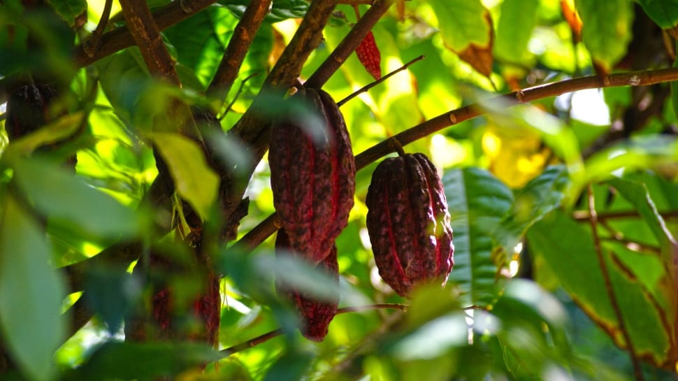 cacao fruit preview