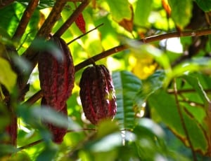 cacao fruit thumbnail