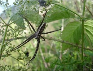 black long legged spider thumbnail