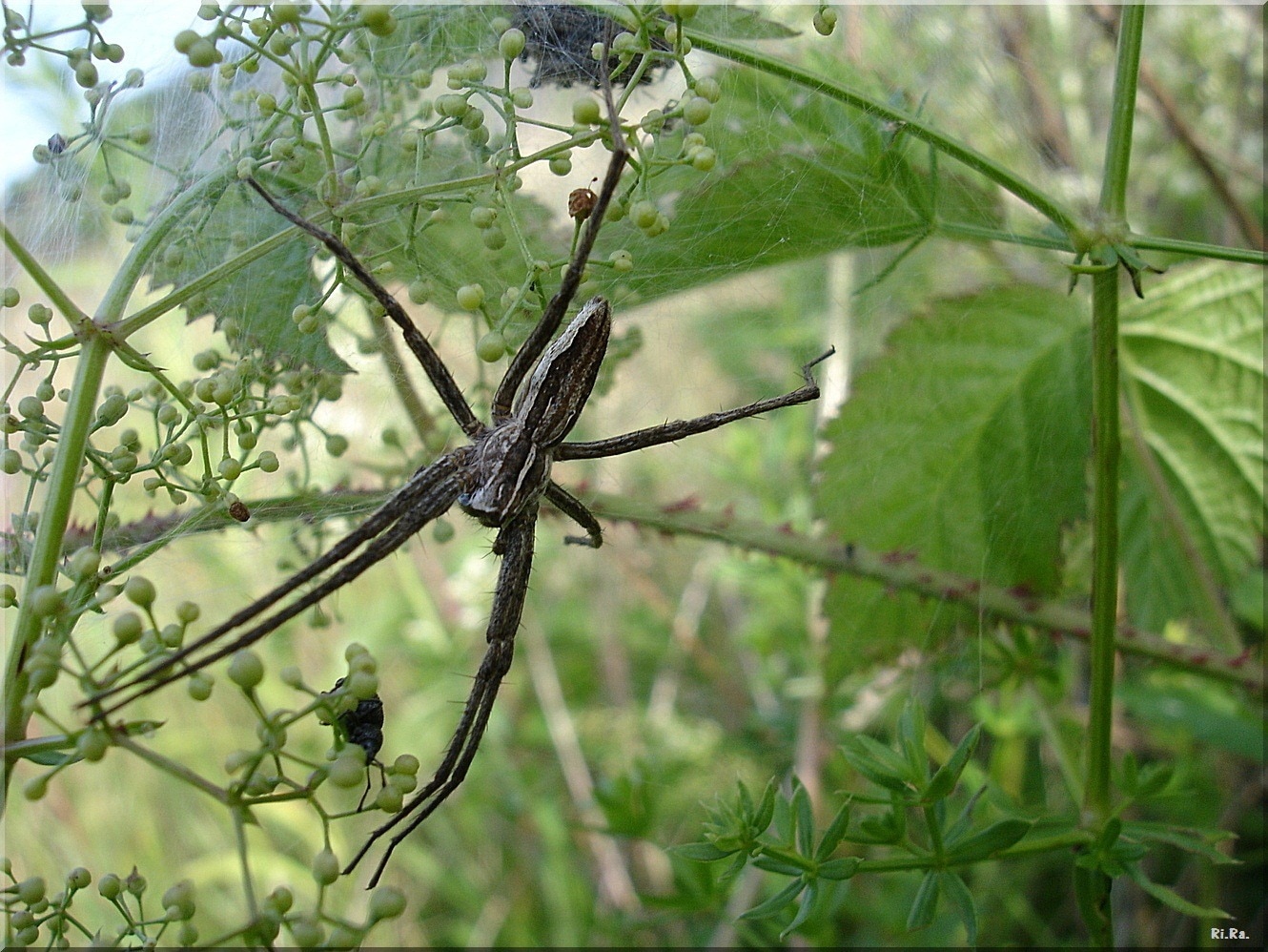 black long legged spider