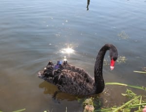 black duck on lake thumbnail