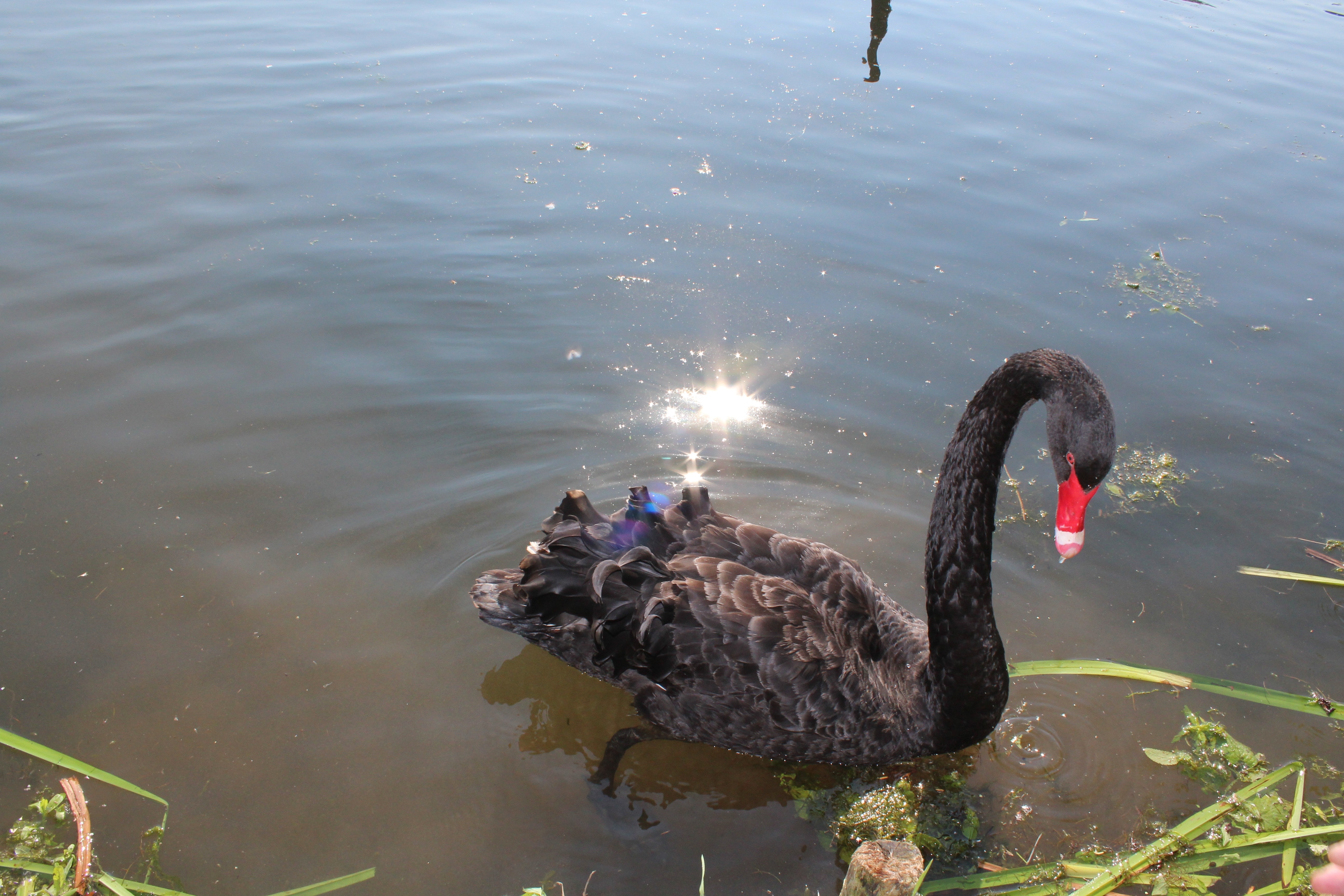 black duck on lake