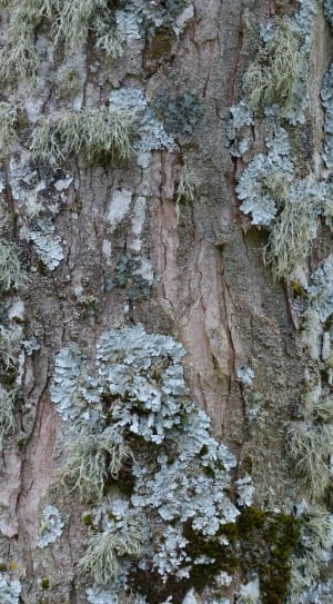 tree trunk thumbnail