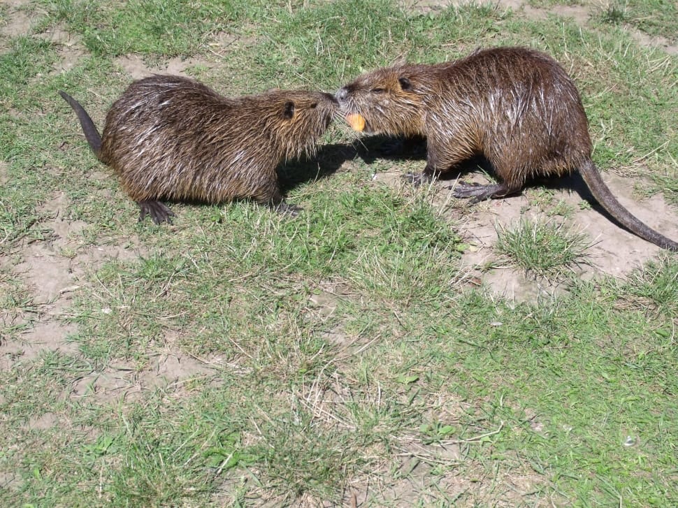 two brown beavers on grass field preview