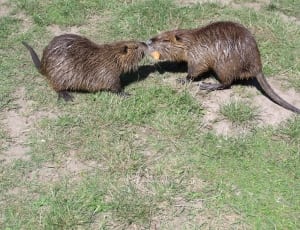 two brown beavers on grass field thumbnail