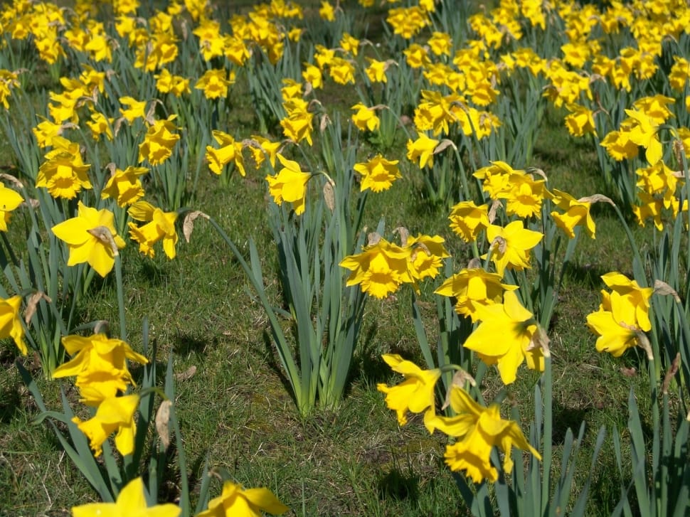 yellow daffodils preview