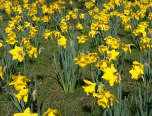 yellow daffodils thumbnail