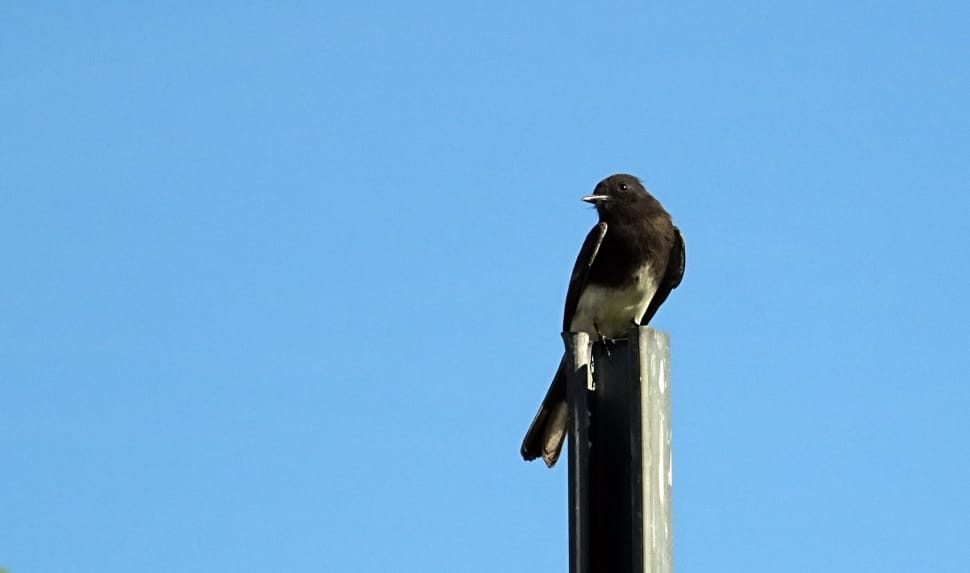 brown and white bird on top of wooden post preview