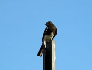brown and white bird on top of wooden post thumbnail