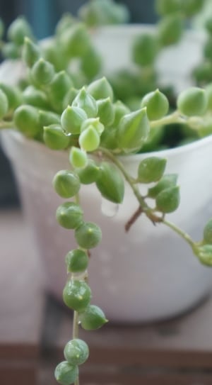 green bulbous string plant thumbnail