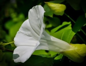 white flower thumbnail