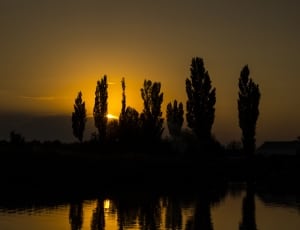 silhouette of trees during sunset thumbnail