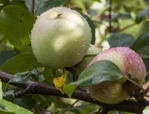 two green apple fruits thumbnail