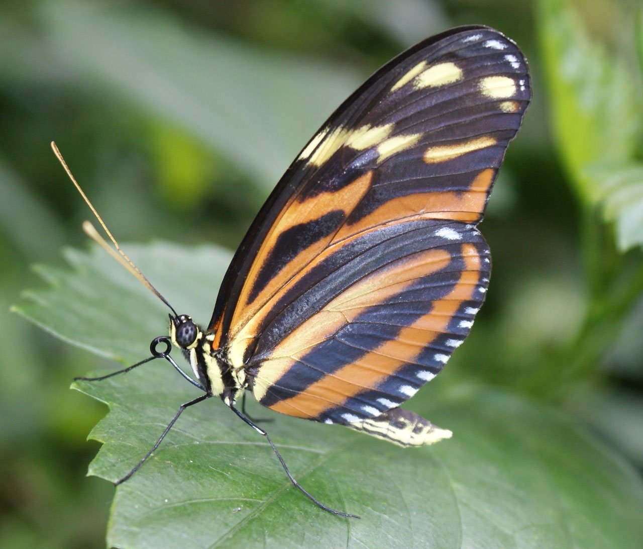 black and brown butterfly