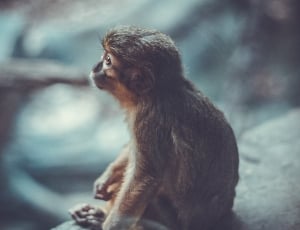gray monkey sitting on brown surface thumbnail