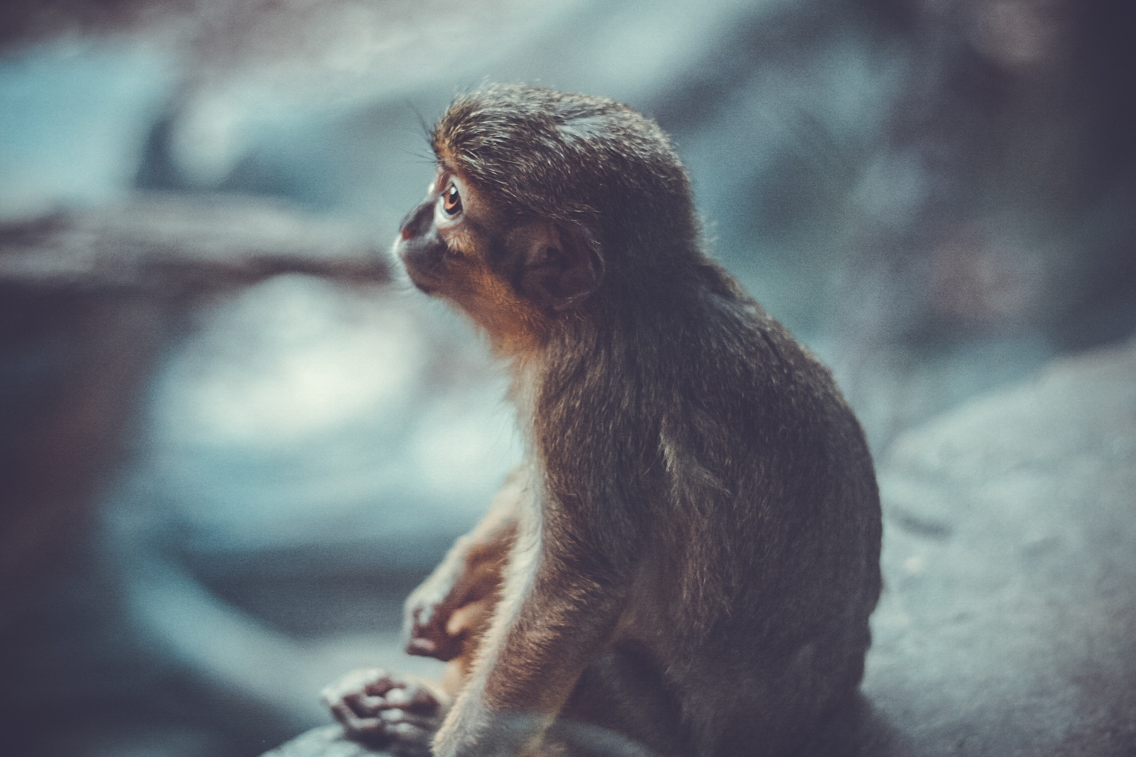 gray monkey sitting on brown surface