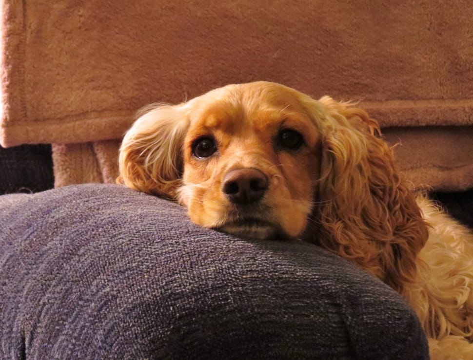 tan american cocker spaniel preview