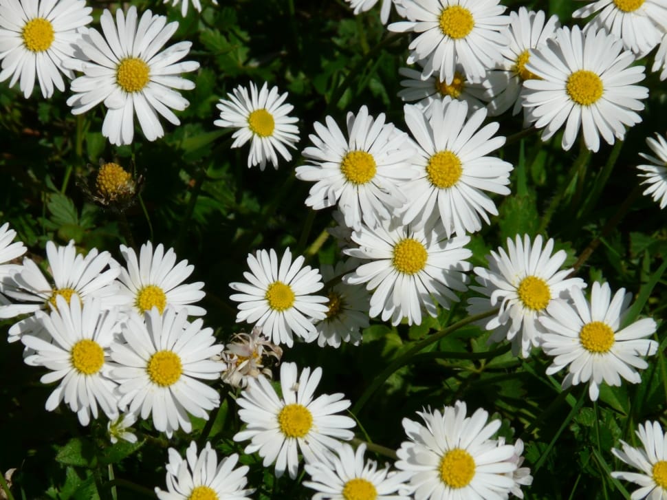 daisy flower preview