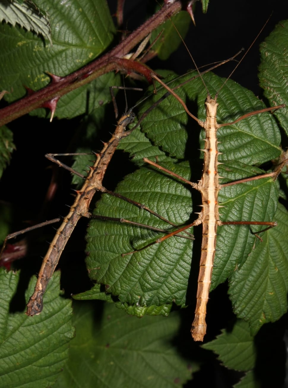 brown and white stick mantis preview