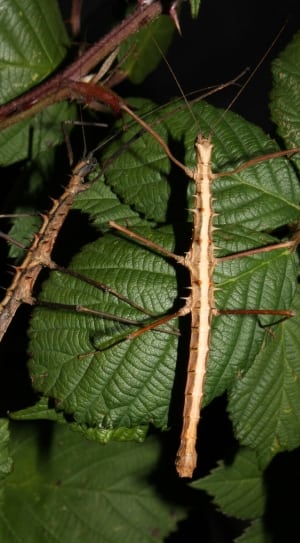 brown and white stick mantis thumbnail
