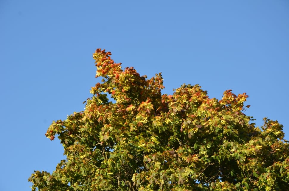 green leaf tree preview