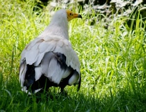 white and black duck thumbnail