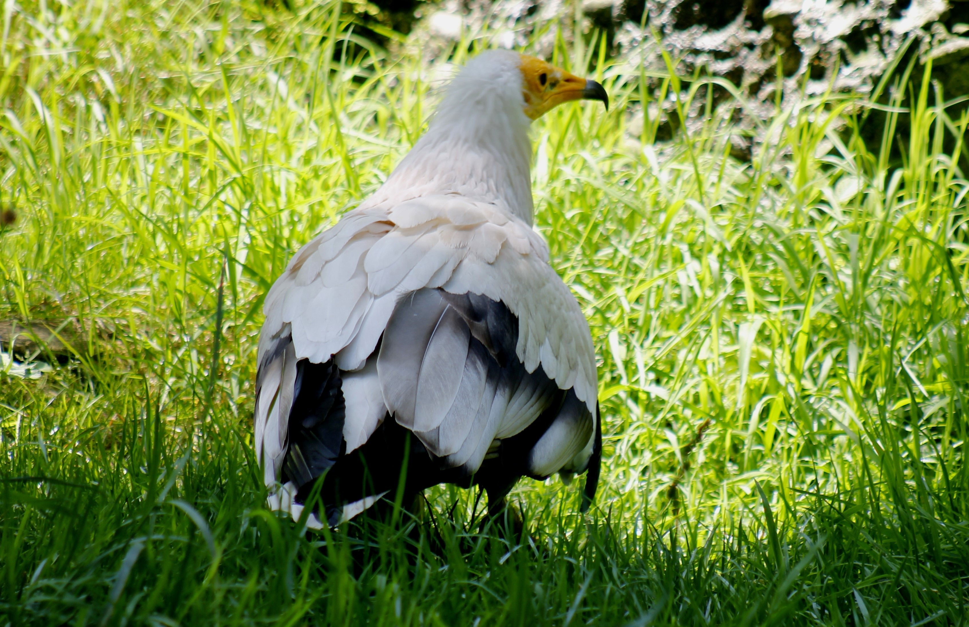 white and black duck
