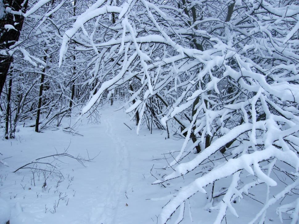 photo of leafless trees with snow preview