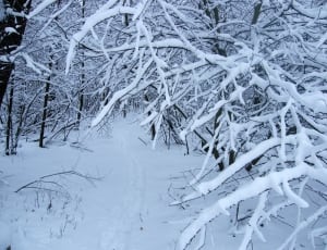 photo of leafless trees with snow thumbnail
